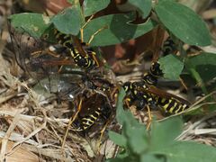 Polistes
