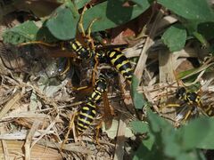 Polistes