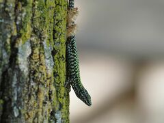 Podarcis muralis