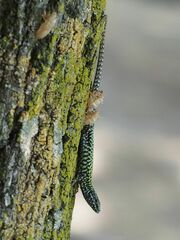 Podarcis muralis