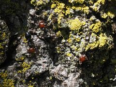 Crematogaster scutellaris