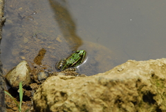 Pelophylax lessonae