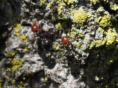 Crematogaster scutellaris