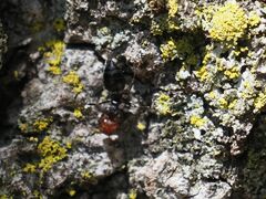 Crematogaster scutellaris