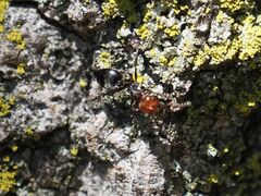 Crematogaster scutellaris