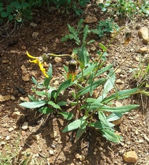 Senecio amplectens