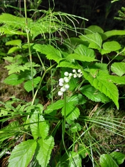 Pyrola minor