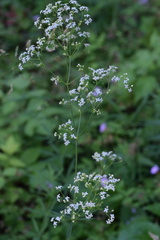 Galium laevigatum