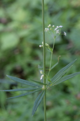 Galium laevigatum