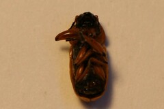Clytra quadripunctata