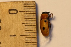 Clytra quadripunctata