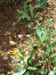 Senecio amplectens