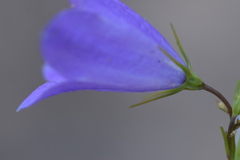 Campanula martinii