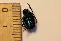 Chrysochares asiaticus