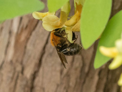 Bombus longipes