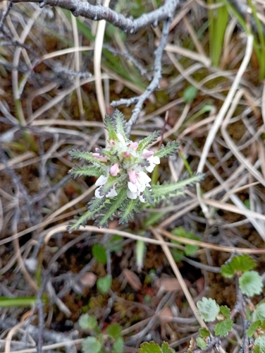 Image of Pedicularis hirsuta by no rights reserved