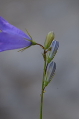 Campanula martinii
