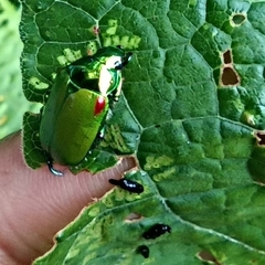 Callistethus stoliczkae