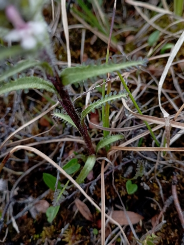 Image of Pedicularis hirsuta by no rights reserved