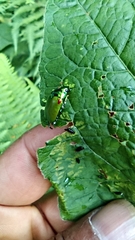 Callistethus stoliczkae