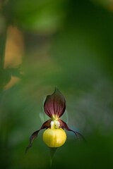 Cypripedium calceolus