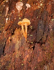 Gymnopilus austropicreus