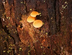 Gymnopilus austropicreus