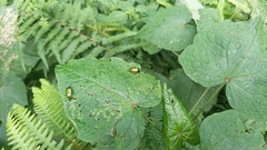 Callistethus stoliczkae