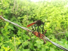 Archilestris magnificus