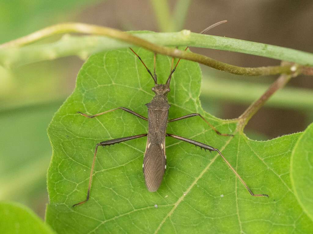 Megalotomus castaneus