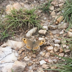 Lasiommata schakra