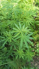 Cannabis sativa sativa