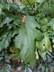 Acanthus mollis