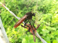 Archilestris magnificus