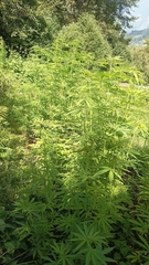 Cannabis sativa sativa