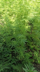 Cannabis sativa sativa