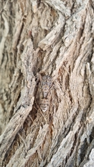 Cicada mordoganensis