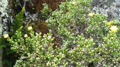Helichrysum parvifolium