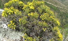 Helichrysum parvifolium