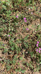 Erodium cicutarium