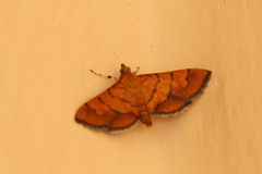 Orphanostigma haemorrhoidalis