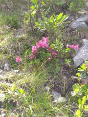 Rhododendron hirsutum