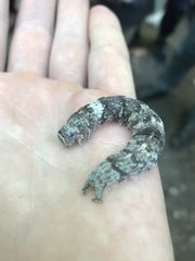 Catocala sponsa