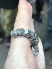 Catocala sponsa