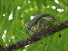 Ptilinopus porphyreus