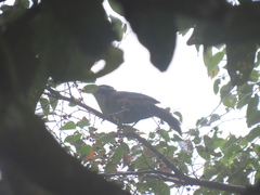 Pomatorhinus montanus