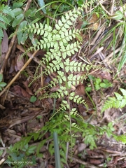 Athyrium delavayi