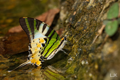 Graphium antiphates itamputi
