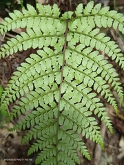 Athyrium delavayi