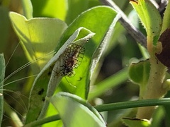 Galeatus spinifrons